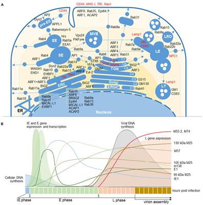 Cytomegalovirus Generates Assembly Compartment in the Early Phase of Infection by Perturbation of Host-Cell Factors Recruitment at the Early Endosome/Endosomal Recycling Compartment/Trans-Golgi Interface